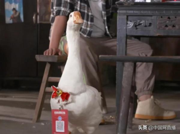 重慶一茶館的大鵝“店小二”真特殊,倒茶不會,賣萌一流 重慶一茶館的大鵝“店小二”真特殊,倒茶不會,賣萌一流