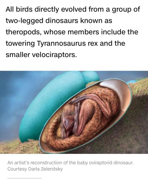 讀CNN學英語：恐龍胚胎化石