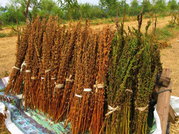 南方吃種子,北方卻把葉子當成極品野菜,煮麵條更是一絕 南方吃種子,北方卻把葉子當成極品野菜,煮麵條更是一絕