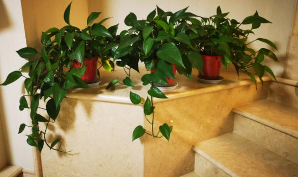 兩任前妻70後,情人80後,三婚又娶90後,是因為侯勇有錢就變壞? 兩任前妻70後,情人80後,三婚又娶90後,是因為侯勇有錢就變壞?