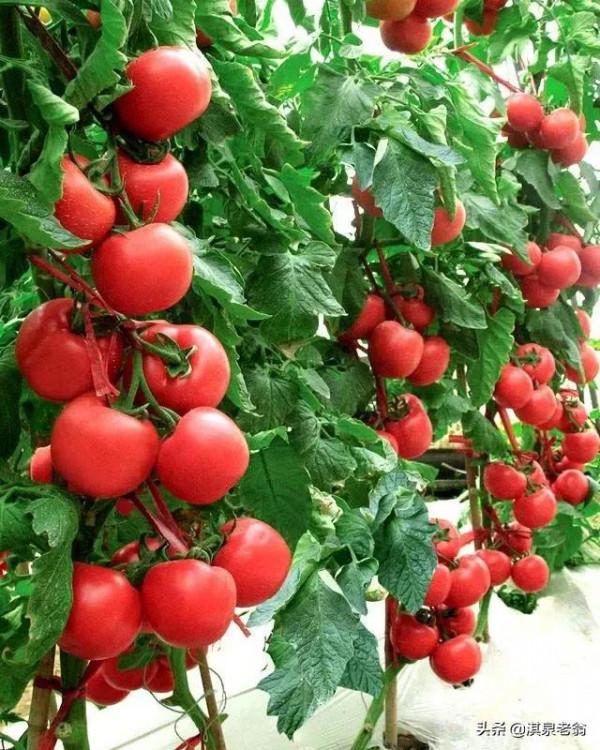 常見露地蔬菜播期及用種量(珍藏版) 常見露地蔬菜播期及用種量(珍藏版)