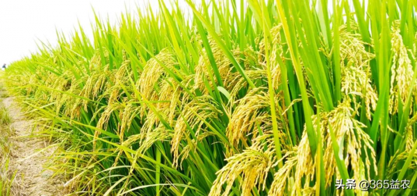 水稻空秕粒嚴重影響產量!五大防治措施千萬不要錯過 水稻空秕粒嚴重影響產量!五大防治措施千萬不要錯過