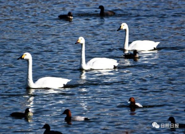 日照 · 冬 · “溼地精靈”​ 日照 · 冬 · “溼地精靈”​