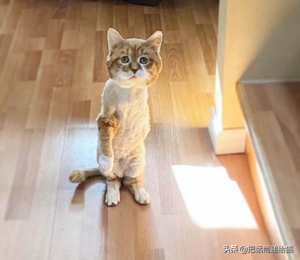 貓咪流浪多年後回家,卻發現想見的人已經離世 貓咪流浪多年後回家,卻發現想見的人已經離世