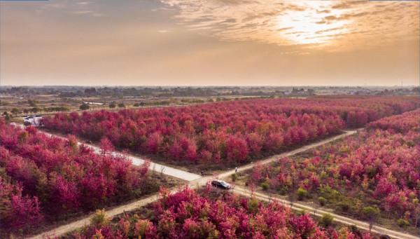 驚豔！孝感新一輪網紅打卡地——陡崗鎮袁湖村