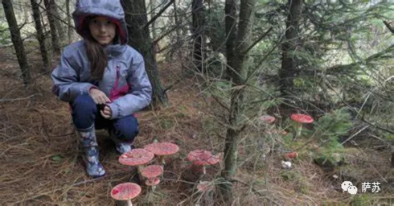 紅傘傘白杆杆，吃完一起躺闆闆：戰鬥民族也愛吃毒蘑菇？