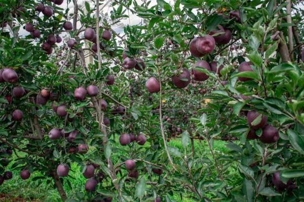 6個蘋果新品種被熱炒，價格一個比一個高，是金子還是沙子？