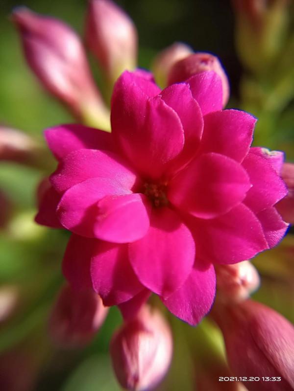 冬天才是賞花天啊