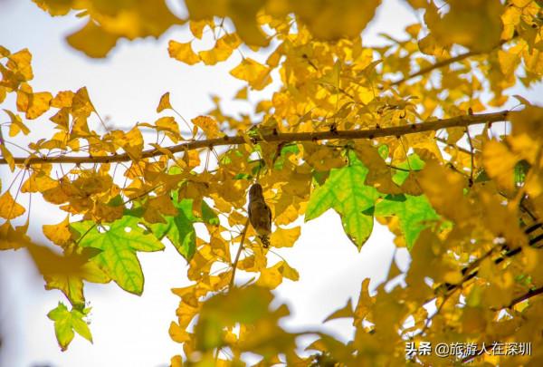 從廣東南雄出發,去看有1680多年的最美銀杏林,這裡全攻略如何玩 從廣東南雄出發,去看有1680多年的最美銀杏林,這裡全攻略如何玩