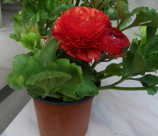 抓住4點盆栽花毛茛，秋天入手，冬日就能花開繽紛多彩