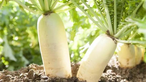 一處龍泉寺,留下優美的景色與佛教文化,舌尖美食味道 一處龍泉寺,留下優美的景色與佛教文化,舌尖美食味道