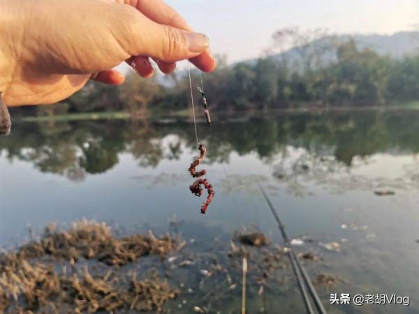 冬季常用的四個垂釣秘訣，大板鯽連竿上不停，漁獲比別人多幾倍