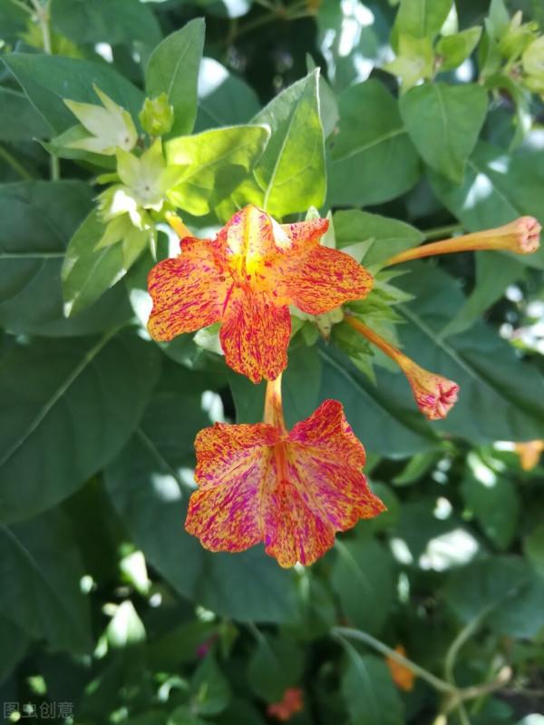 紫茉莉,夜來香,地雷花,說的都是它 紫茉莉,夜來香,地雷花,說的都是它