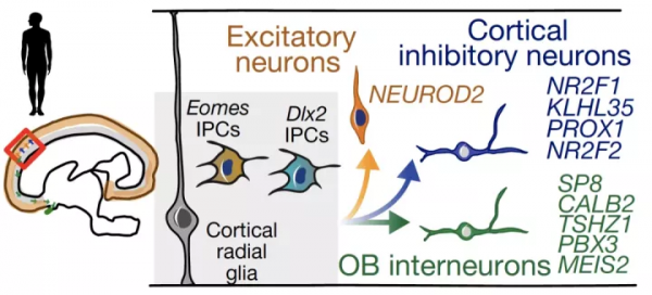 腦科學日報：人腦皮層前體細胞可產生興奮性和抑制性神經元