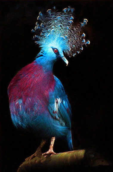 羽毛最漂亮的鴿子，和冠羽最漂亮的鴿子，你更喜歡誰？