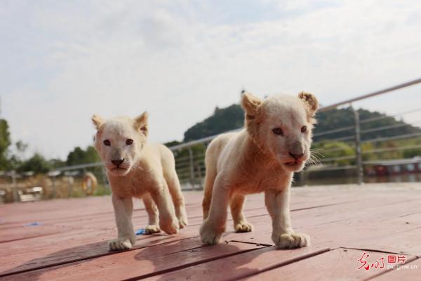 雙胞胎小白獅幼崽秋遊