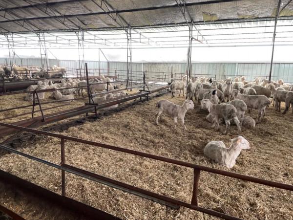 抓招商 促專案 謀發展丨吉林省秋林集團:打造肉羊全產業鏈 富裕一方百姓 抓招商 促專案 謀發展丨吉林省秋林集團:打造肉羊全產業鏈 富裕一方百姓