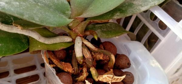 繼續努力加油生長