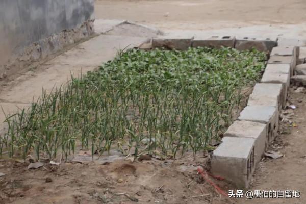 元旦放假三天，我在蘇魯豫皖交界的老家農村，拍了這些珍貴的圖片