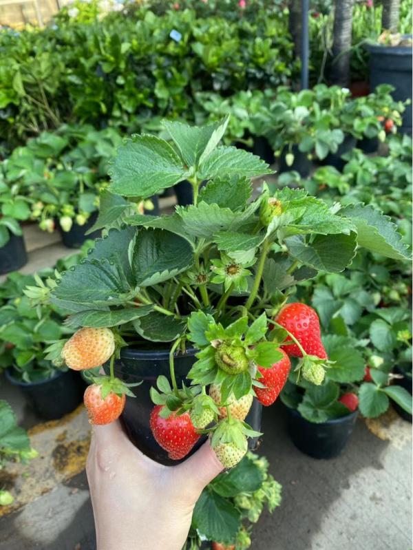種草莓,做好這6步,顏色通紅,甜過奶油 種草莓,做好這6步,顏色通紅,甜過奶油