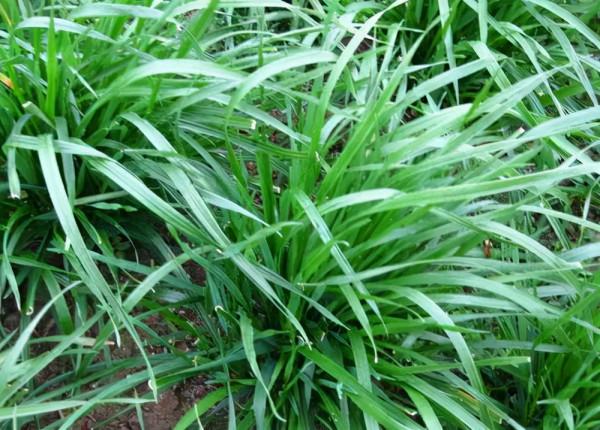 想要養好草魚，這幾點尤為關鍵！乾貨小分享，請查收