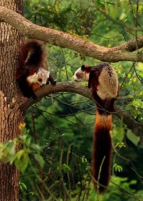 這種小動物,你見過嗎? 這種小動物,你見過嗎?