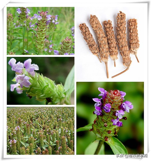 夏枯草形態特徵和作用 夏枯草形態特徵和作用