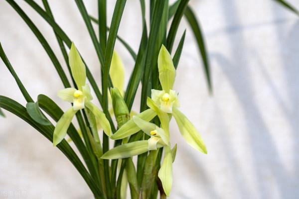 有這4個愛好的人，不適合養蘭花，勸你別白費功夫