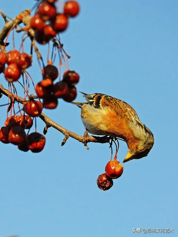 2022第一拍「百將文化」吃海棠果的燕雀