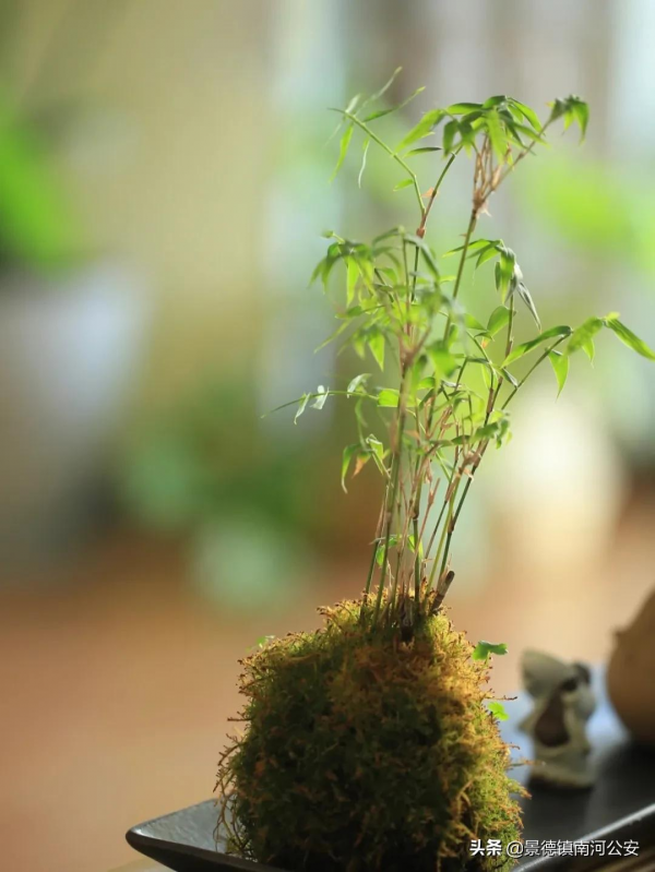 詩詞｜總有一句詩詞，伴你紅塵一世