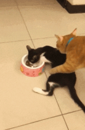 為什麼越來越少人養奶牛貓？網友：這幾點太可怕了