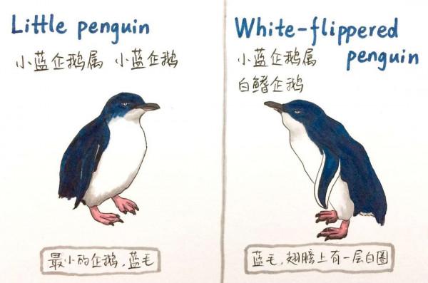 澳洲走地雞?實則是藍色微型企鵝,霓虹下相依背影成就攝影類大獎 澳洲走地雞?實則是藍色微型企鵝,霓虹下相依背影成就攝影類大獎