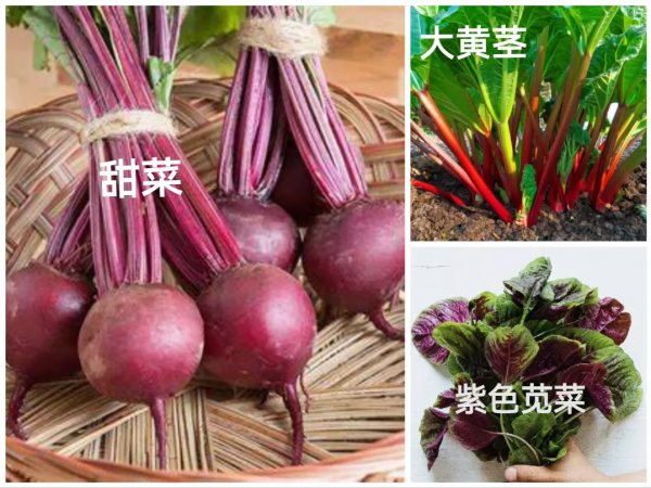 蔬菜水果等植物中，除了植物毒素，還有哪些好的營養素