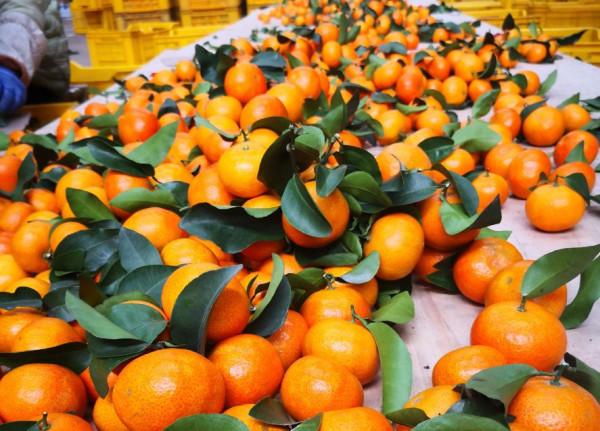 中央植物工廠連鎖模式-柑桔標準化育苗種植的踐行者(1) 中央植物工廠連鎖模式-柑桔標準化育苗種植的踐行者(1)