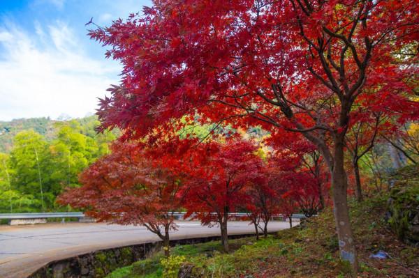 堵車、堵車、堵車，這個古村憑什麼讓遊客步行三公里入村？