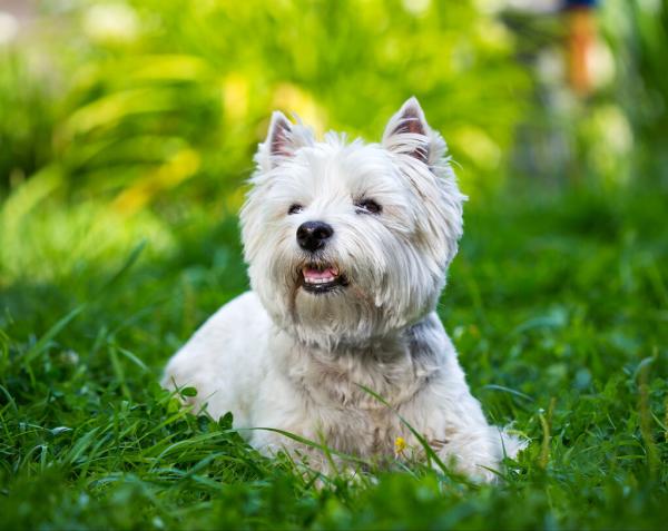 想養狗,別錯過“西高地白梗”,太讓人喜歡了 想養狗,別錯過“西高地白梗”,太讓人喜歡了