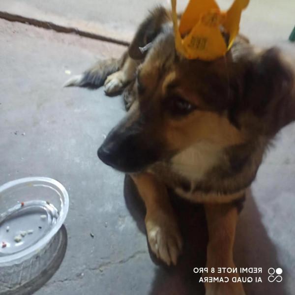 我的媽呀!2600塊買來的史賓格,養了不到兩週就丟了 我的媽呀!2600塊買來的史賓格,養了不到兩週就丟了