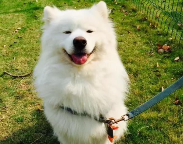 薩摩耶有這些特徵,說明你沒有“白養” 薩摩耶有這些特徵,說明你沒有“白養”