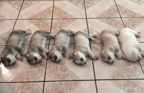 萌翻啦，原來這些動物小時候這麼萌