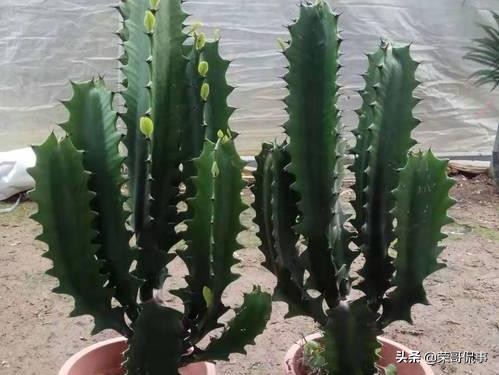 6種大型盆栽，客廳養一盆，吸收&OpenCurlyDoubleQuote;廢氣&rdquo;製氧氣，寓意好能旺家