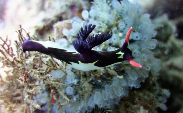 可愛呆萌的海兔，美出天際的海兔——海兔大全