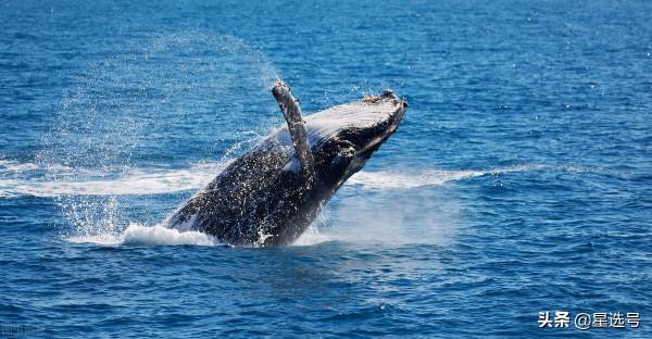 生態鏈最偉大的死亡，深海中最神奇的鯨落，感嘆生命的神奇
