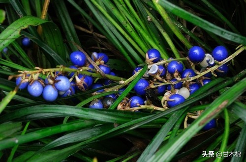 帶你回味童年吃過的46種野果子，記憶中的味道你還記得嗎？