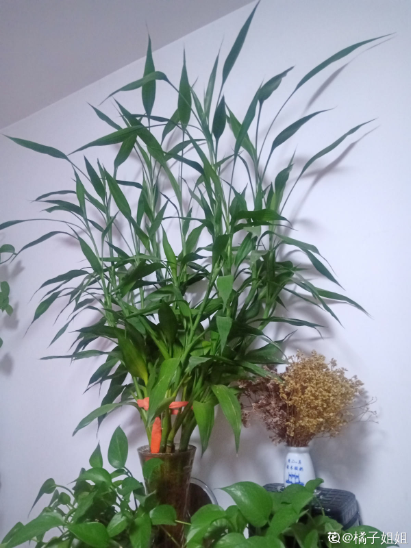 水培富貴竹總黃葉,關鍵是施肥有問題,2個要點解決問題 水培富貴竹總黃葉,關鍵是施肥有問題,2個要點解決問題