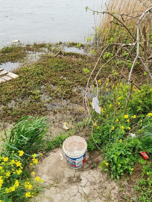 黃花錦簇白馬湖