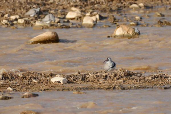 #我與鳥的故事# 䴉嘴鷸