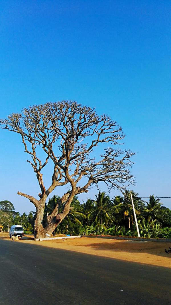 斯里蘭卡之旅(17)蒂瑟默哈拉默 斯里蘭卡之旅(17)蒂瑟默哈拉默