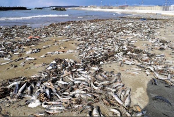 日本陸奧灣海岸大量沙丁魚擱淺,烏鴉盤旋,真的是不祥之兆嗎? 日本陸奧灣海岸大量沙丁魚擱淺,烏鴉盤旋,真的是不祥之兆嗎?