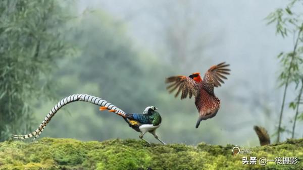 鬥雞&mdash;&mdash;紅腹角雉與白腹錦雞爭地盤。杭州翁劍敏&sol;攝影