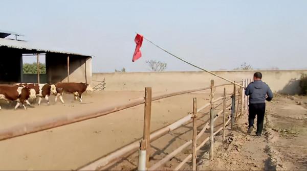 大叔零經驗創業養牛，靠堅持和誠信，銷售額過億成養殖界的牛人